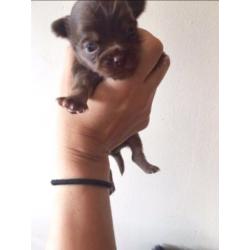 Stunning chihuahua puppies