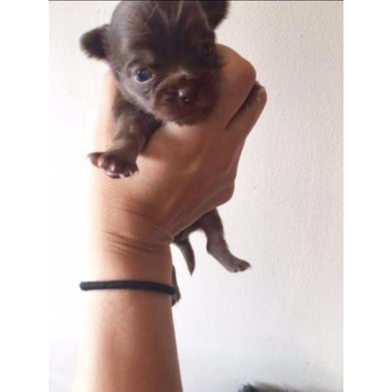 Stunning chihuahua puppies