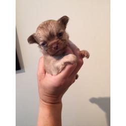 Stunning chihuahua puppies