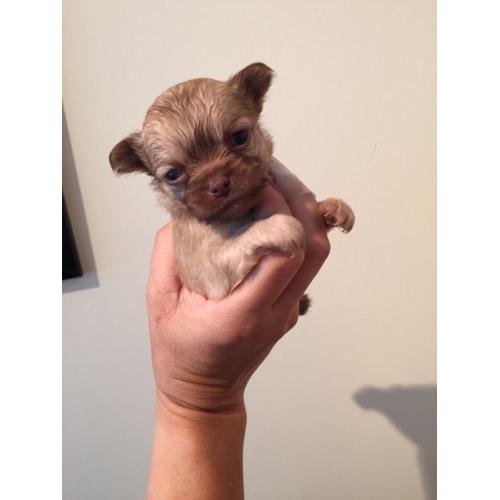 Stunning chihuahua puppies