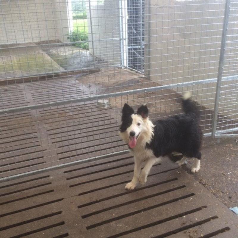 Collie bitch for sale