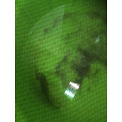 Tropical jade eyed cichlid