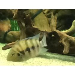 Tropical jade eyed cichlid