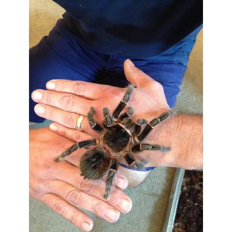 Tarantula for sale (Please contact me for details)