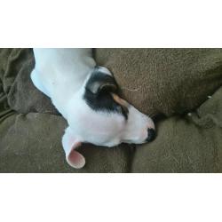 Jack Russel Puppy's