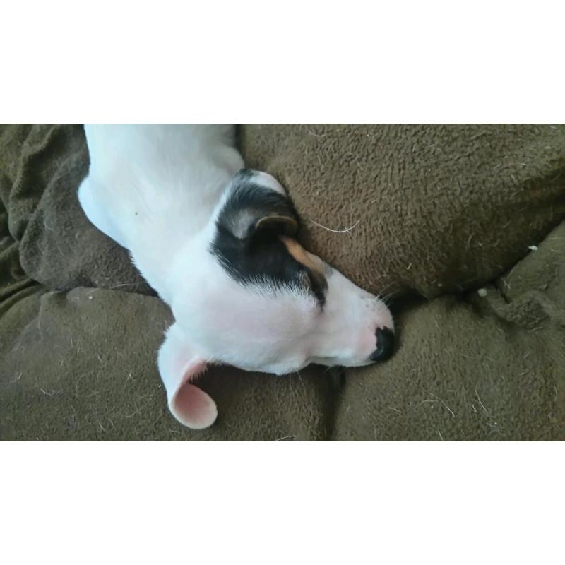 Jack Russel Puppy's