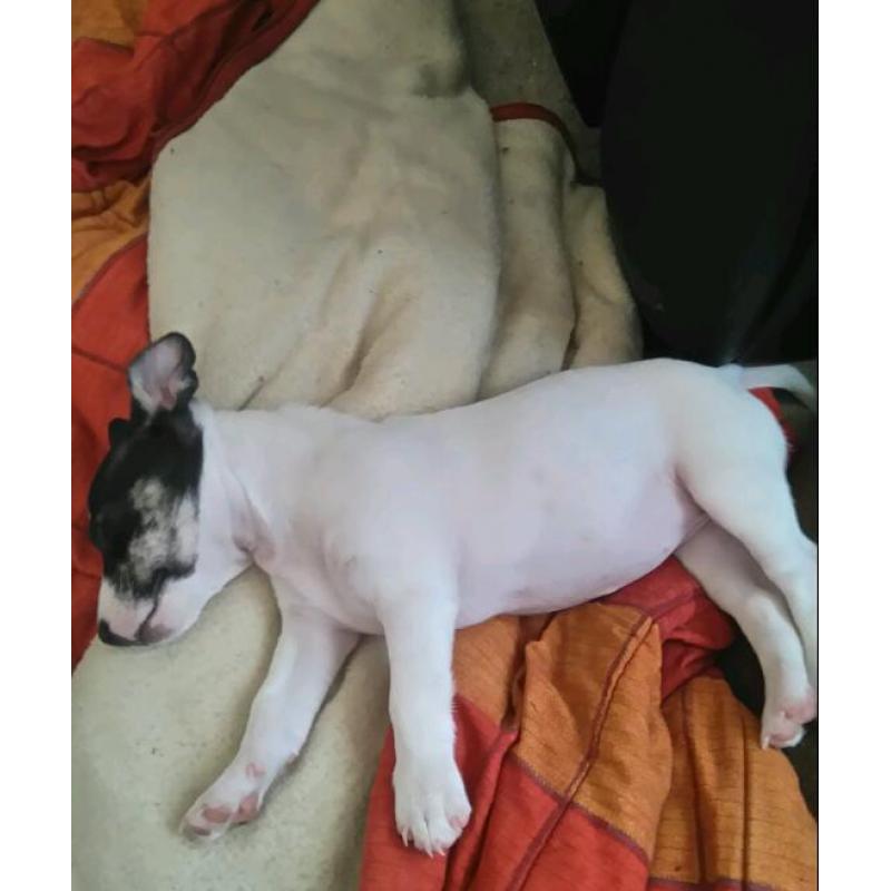 Jack Russel Puppy's