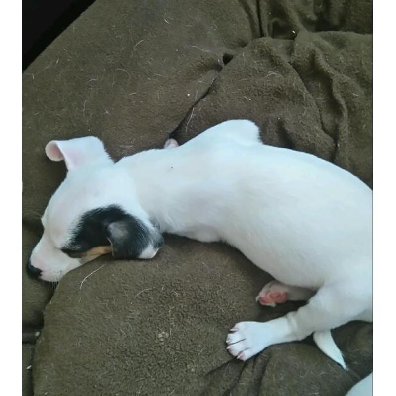 Jack Russel Puppy's