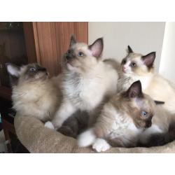 Beautiful Ragdoll 2 male and 1 female