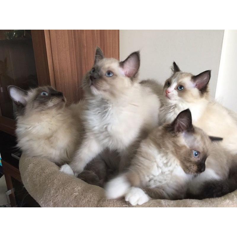 Beautiful Ragdoll 2 male and 1 female