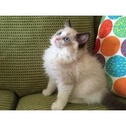 Beautiful Ragdoll 2 male and 1 female