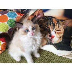 Beautiful Ragdoll 2 male and 1 female