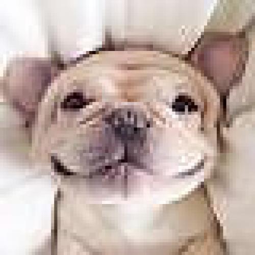 Doggy Daycare and Home Boarding Services - Rotherham