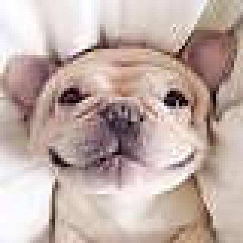 Doggy Daycare and Home Boarding Services - Rotherham