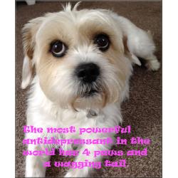 Doggy Daycare and Home Boarding Services - Rotherham