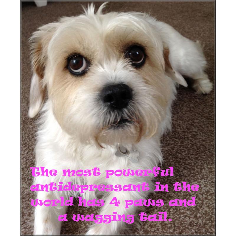 Doggy Daycare and Home Boarding Services - Rotherham