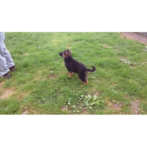 KC REG GERMAN SHEPHERD PUP