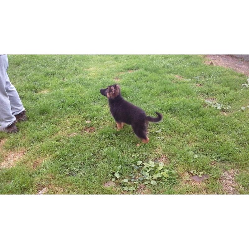 KC REG GERMAN SHEPHERD PUP