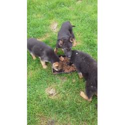 KC REG GERMAN SHEPHERD PUP