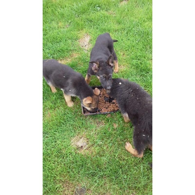 KC REG GERMAN SHEPHERD PUP