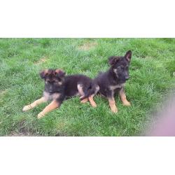 KC REG GERMAN SHEPHERD PUP