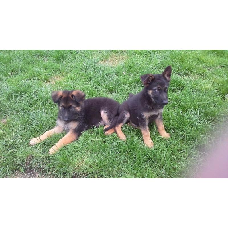 KC REG GERMAN SHEPHERD PUP