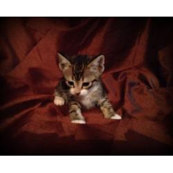 beautiful tabby kitten for sale