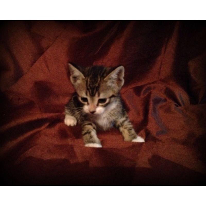 beautiful tabby kitten for sale