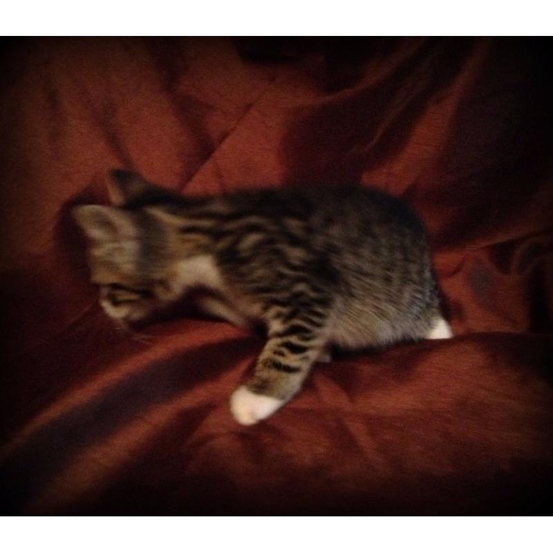 beautiful tabby kitten for sale