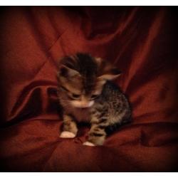 beautiful tabby kitten for sale
