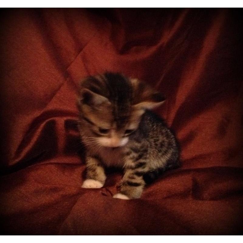 beautiful tabby kitten for sale