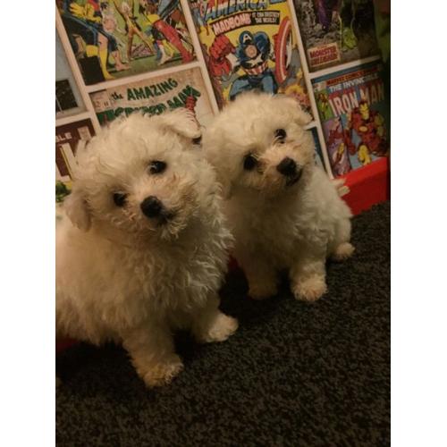 Bichon frise puppies