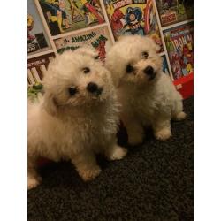 Bichon frise puppies