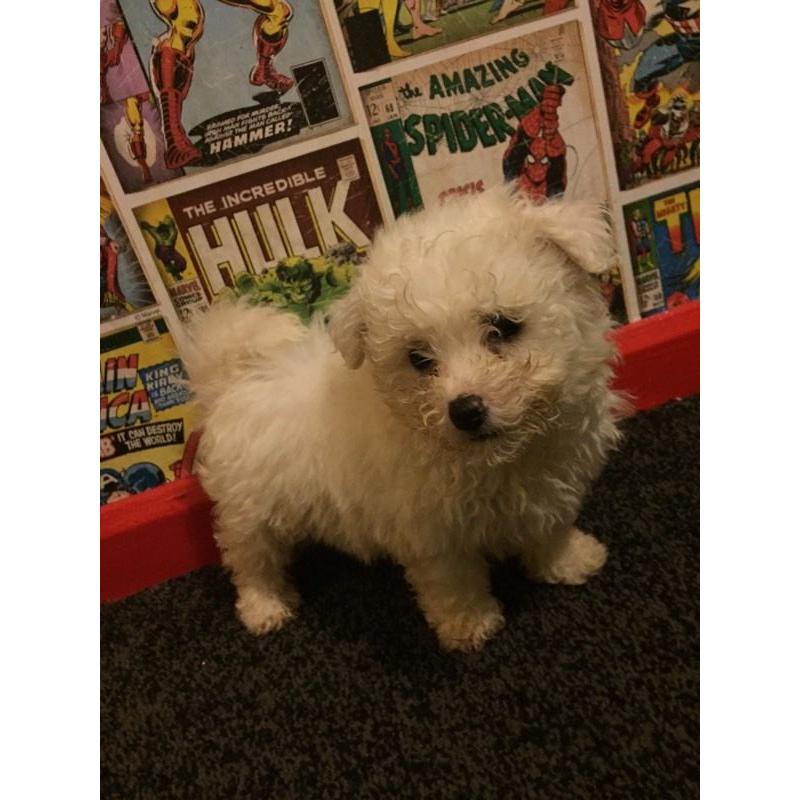 Bichon frise puppies