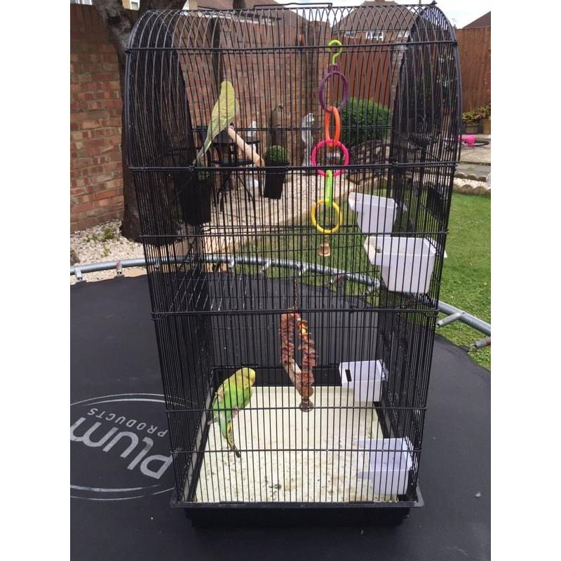 Bird Cage