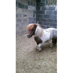 Miniature shetland mate for loan