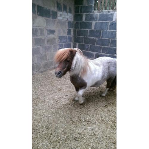 Miniature shetland mate for loan