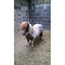 Miniature shetland mate for loan