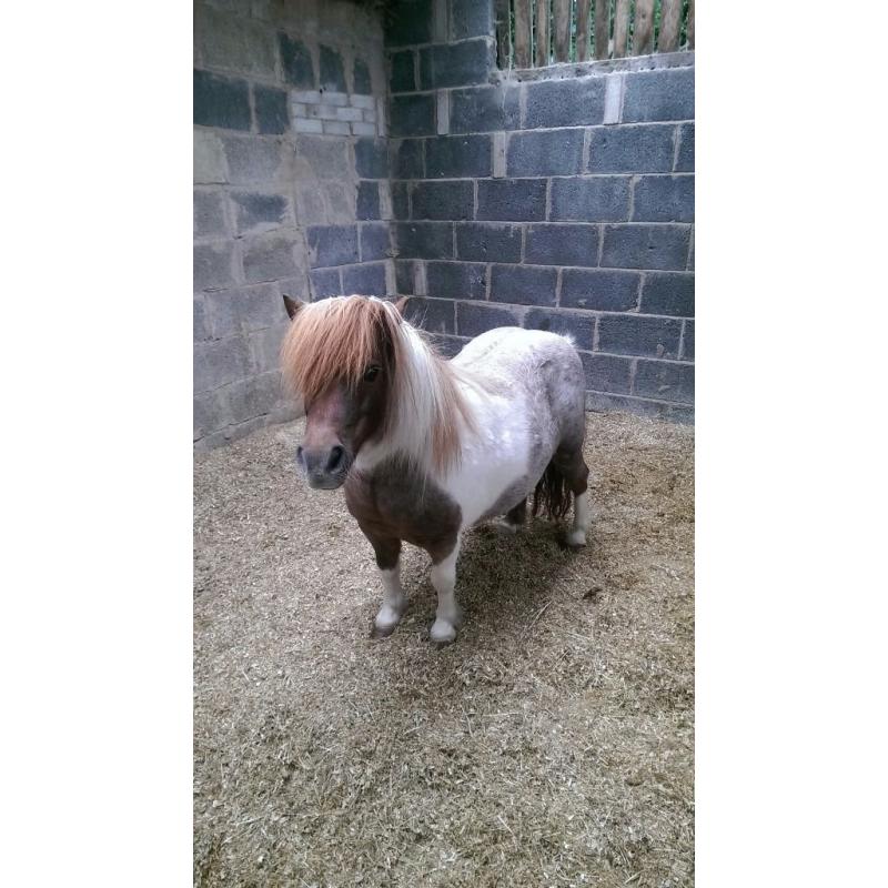 Miniature shetland mate for loan