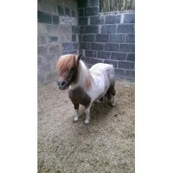Miniature shetland mate for loan