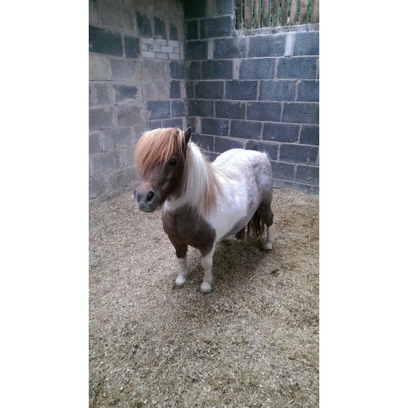 Miniature shetland mate for loan