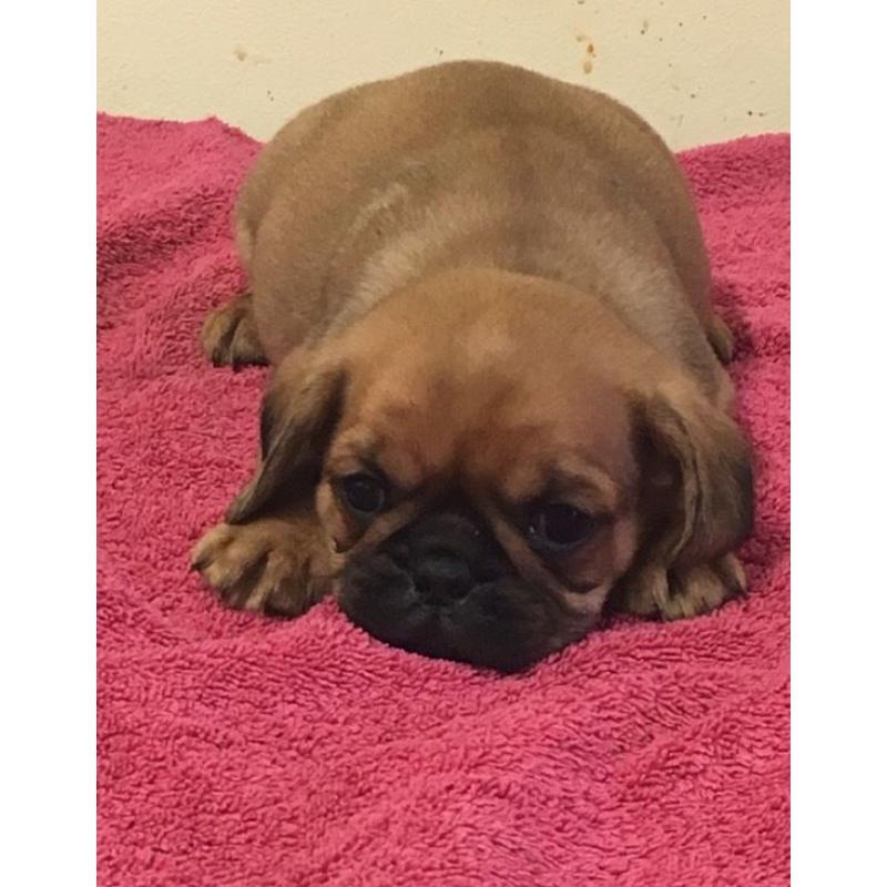 Pugalier pups for sale