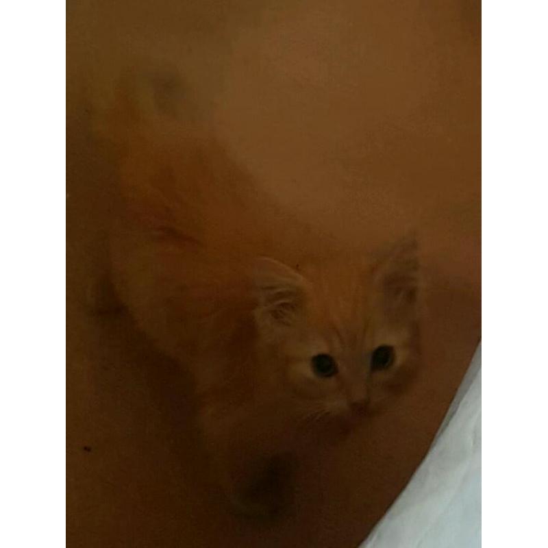 Long haired male red tabby