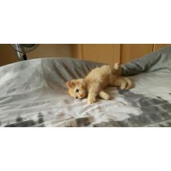 Long haired male red tabby