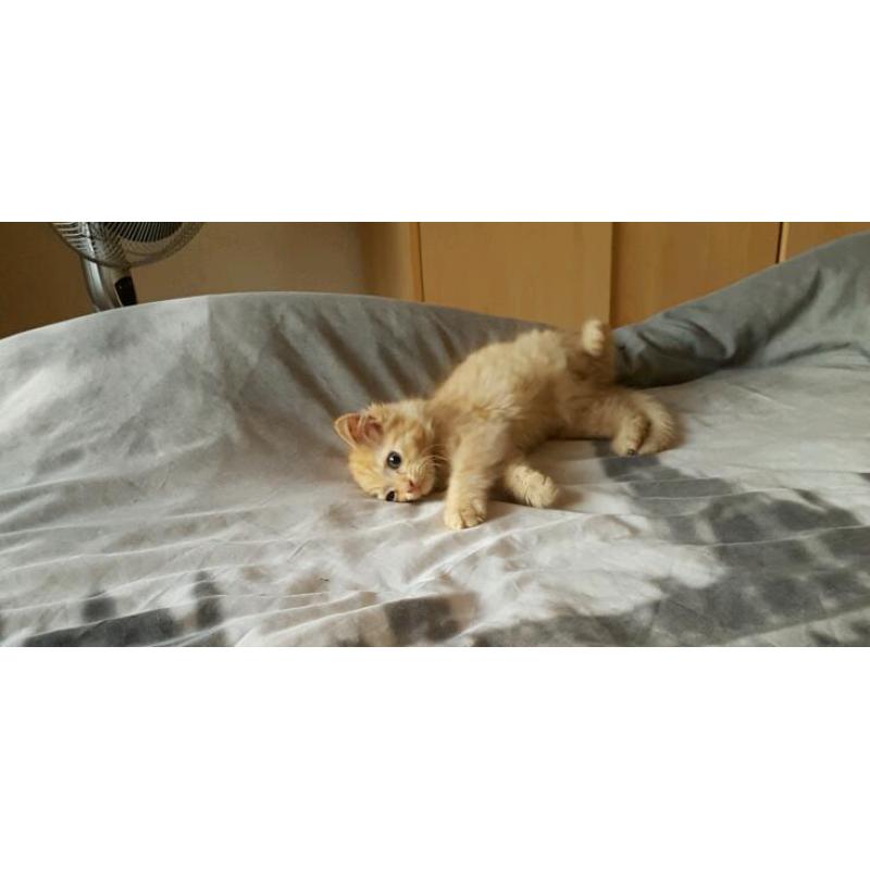Long haired male red tabby