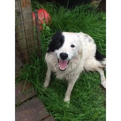 Border collie bitch