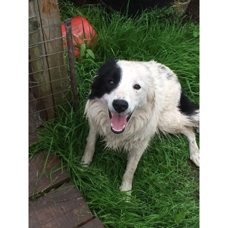 Border collie bitch