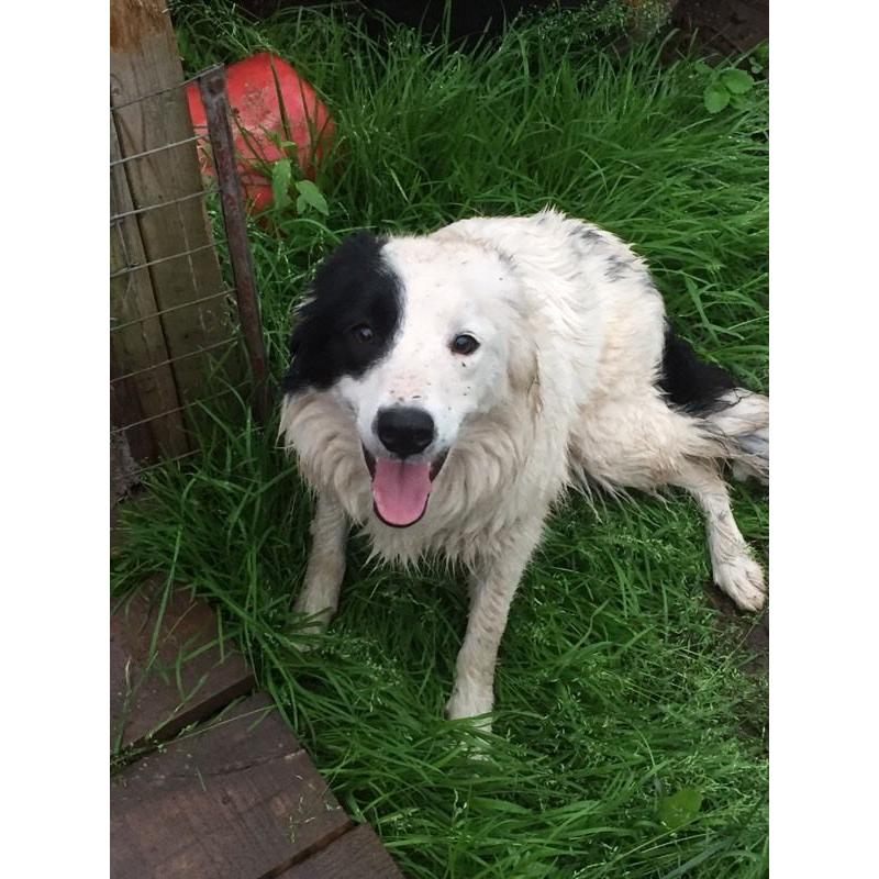 Border collie bitch