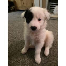 Border collie bitch