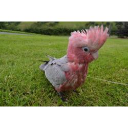 GALAH Cockatoo